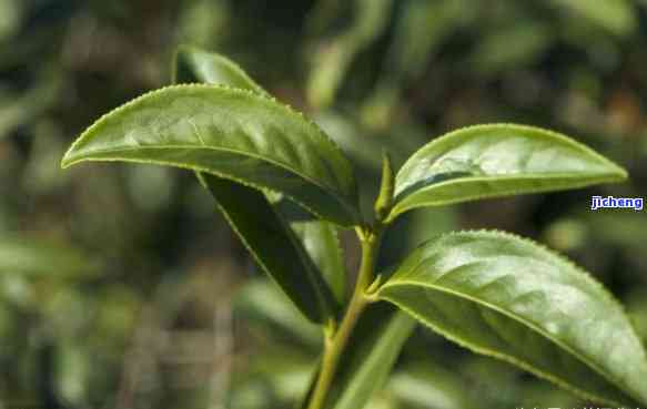 州普洱茶市场，探索州普洱茶市场的魅力与潜力