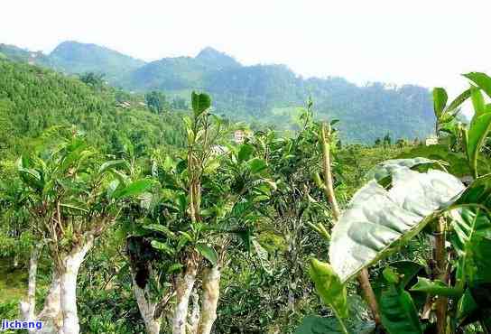 东普洱茶种植基地：专业批发厂家与树供应