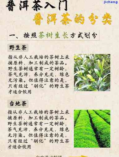 普洱茶品种大全，探索茶叶世界：普洱茶品种大全解析