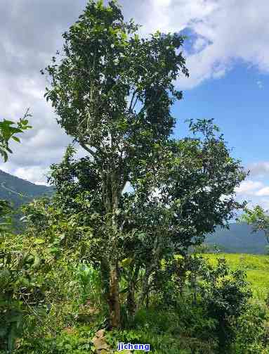 兴荣号普洱茶千年古树，千年古树，醇香无比——兴荣号普洱茶的特别魅力