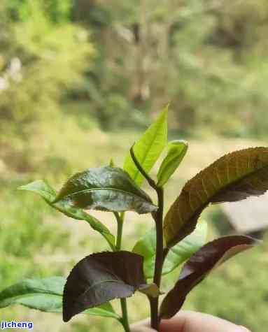 云南普洱紫茶是紫色的吗？探讨其颜色与图片解析