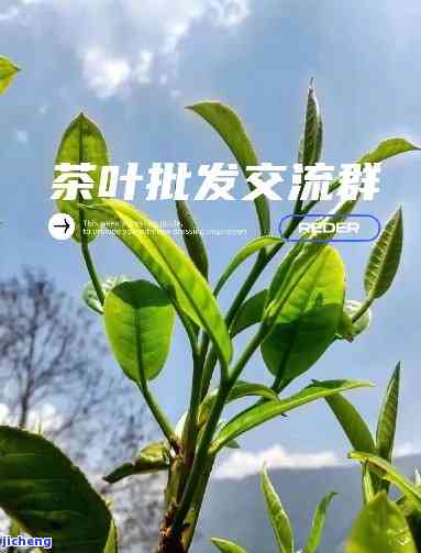 普洱茶友群，探讨普洱茶的魅力：加入咱们的普洱茶友群