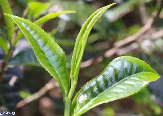 普洱茶大叶树-普洱茶大叶树种排名