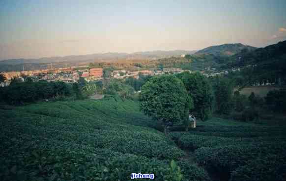 贵州普洱茶乡：天气预报与特色介绍