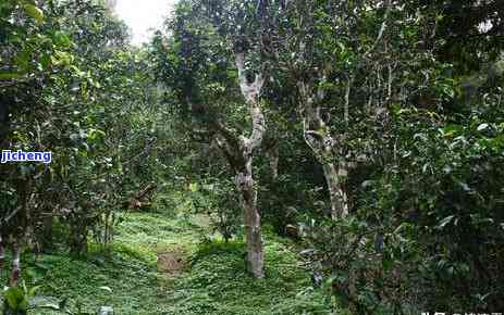 山里香普洱茶-山里香白酒价格