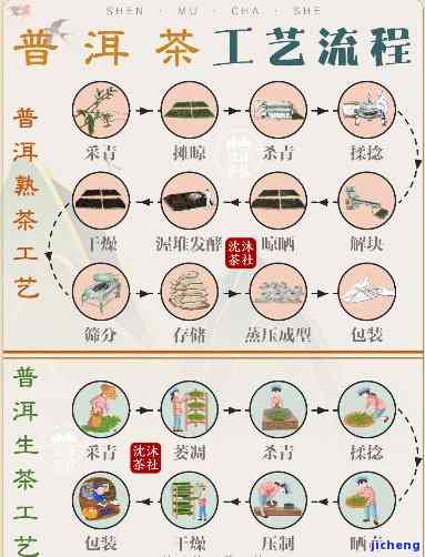 探究普洱茶生产的详细方法与步骤