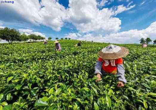 云南瑞丽产茶吗，探寻云南瑞丽的茶叶产地，熟悉一下这里的茶文化