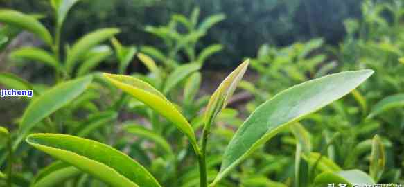 云南瑞丽产茶吗，探寻云南瑞丽的茶叶产地，熟悉一下这里的茶文化