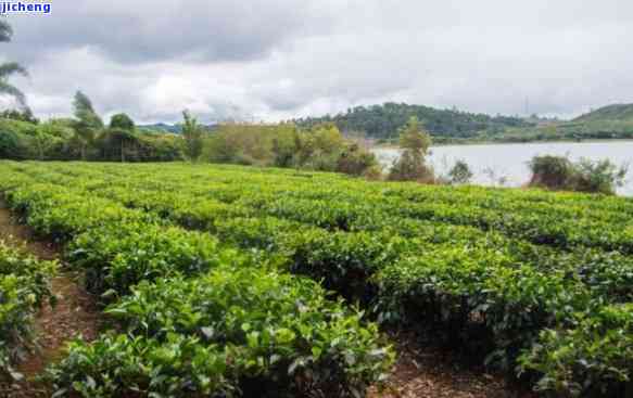 探秘普洱茶王集团园：云南普洱茶王集团与普洱茶王茶业的故事