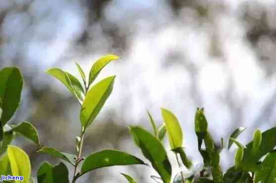 普洱茶的树种，探秘普洱茶：揭秘其独特的树种及其影响