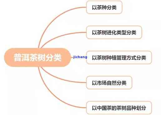 普洱茶树种类：详解及图片展示