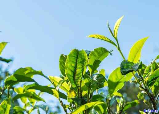 小麦山普洱茶在哪里，寻找美味：小麦山普洱茶的产地探秘