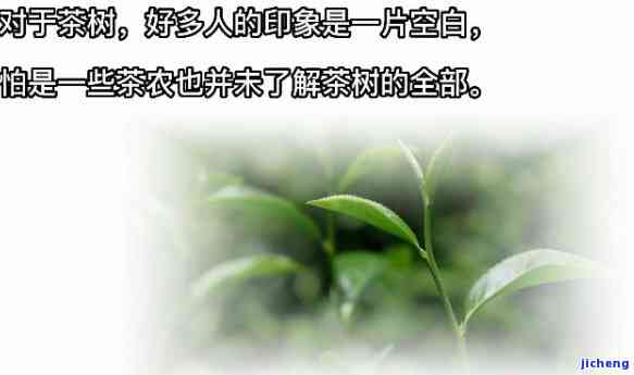 茶叶中的茶皂，揭示茶叶的秘密：茶皂的神奇功效与作用