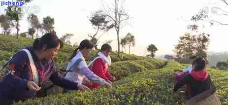 普洱茶春茶小树茶价格，「普洱春茶」小树茶叶的价格行情分析