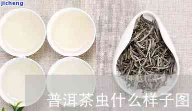 普洱茶衣鱼虫-普洱茶衣鱼虫图片大全