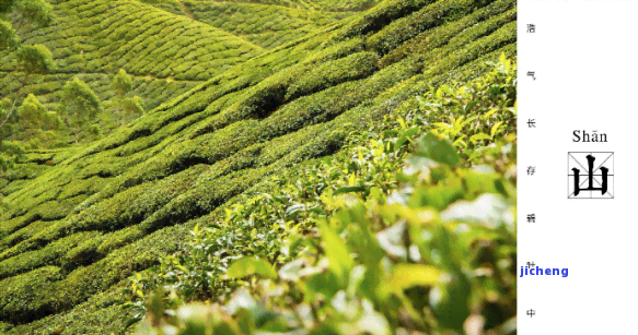 韵山高普洱茶-高山韵普洱茶(生茶)