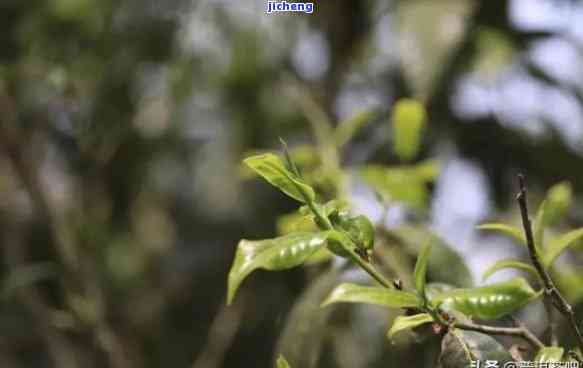 普洱茶味起因解析：探究普洱茶味的来源与形成