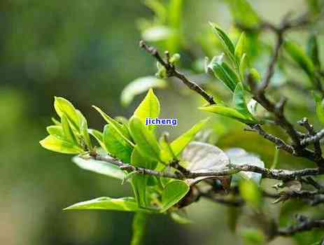 普洱真假辨别，揭秘普洱茶真伪：怎样准确辨别普洱茶的真假？