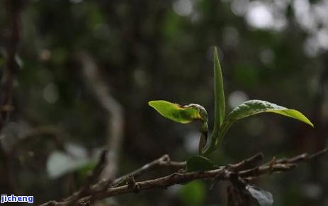 普洱茶的学名及其含义是什么？