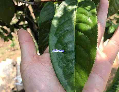 普洱茶界的黑马，探秘普洱茶界新星：黑马的崛起与未来展望