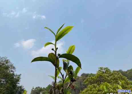 普洱茶的误区，揭示普洱茶的五大误区，你中招了吗？