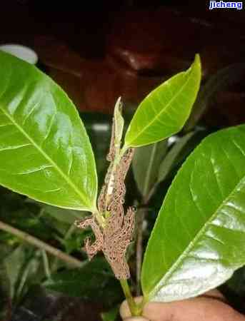 普洱茶纸虫咬-普洱茶纸虫咬处理方法