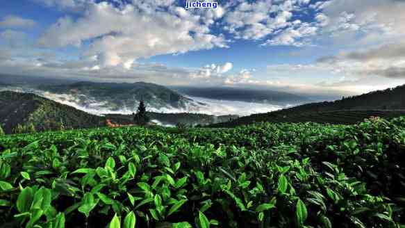 普洱茶地图片，探索神秘的普洱茶产地：美丽景色与丰富历文化