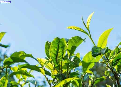 普洱茶地图片，探索神秘的普洱茶产地：美丽景色与丰富历文化