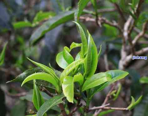 普洱茶野生茶的优缺点全面解析