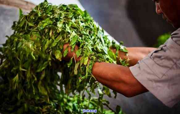 版纳普洱茶业，探索版纳普洱茶业：优质茶叶的生产与销售