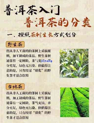 普洱茶口感分-普洱茶口感分类