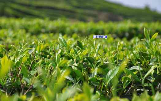 新茶群：探索茶与品鉴茶叶的去处