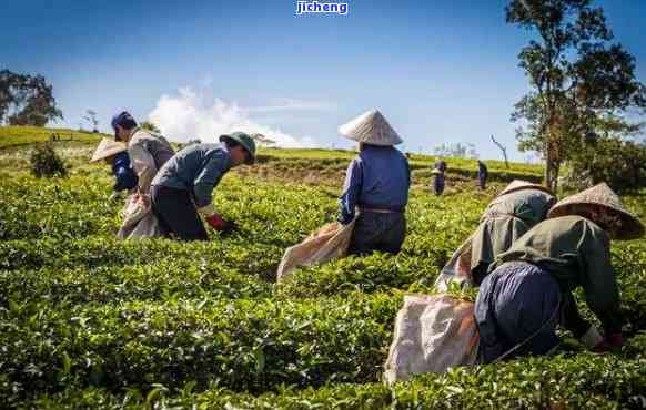 云南普洱茶业，探秘云南普洱茶业：历文化、生产过程与品质特点