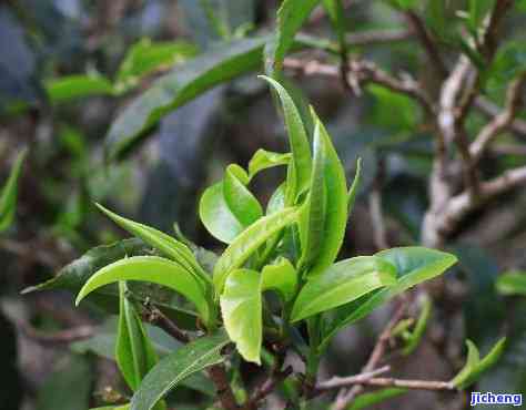 普洱茶豪多，探究普洱茶的精华：豪多的秘密与魅力