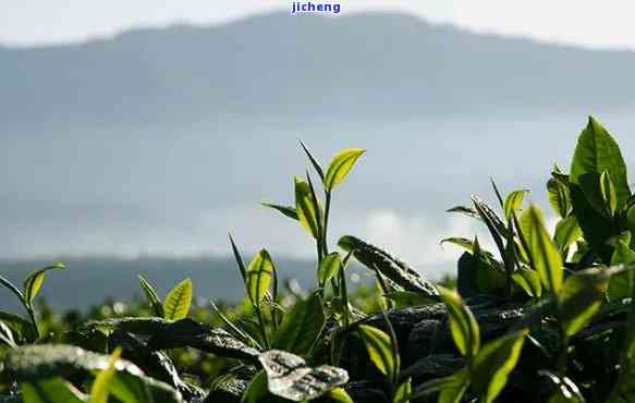 碧水潭普洱茶的产地：云南，揭晓神秘源头