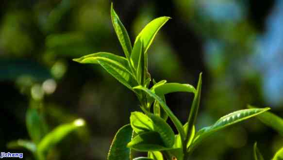 普洱茶的保护-普洱茶的保护现状