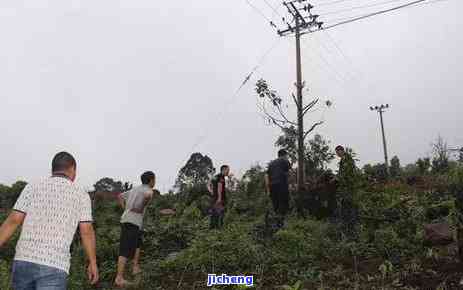 普洱茶白色点点：识别、成因与解决方法