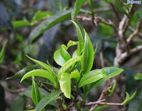 果芽普洱茶，品味果香与茶韵：探索果芽普洱茶的特别魅力