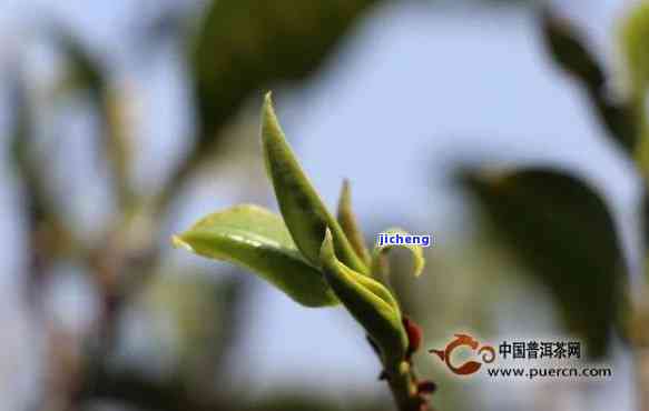 果芽普洱茶，品味果香与茶韵：探索果芽普洱茶的特别魅力