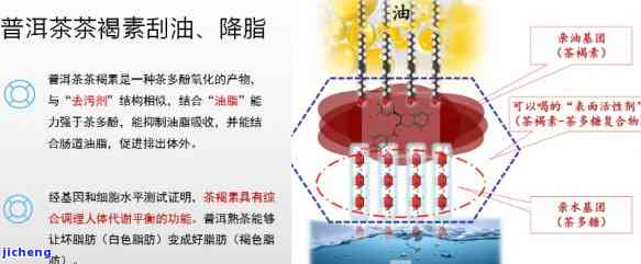 普洱茶刮油水-普洱茶刮油水吗