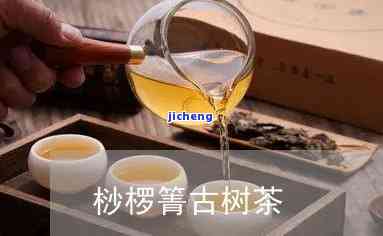 桫椤山古树茶，《探秘桫椤山：古树茶的魅力与保护》