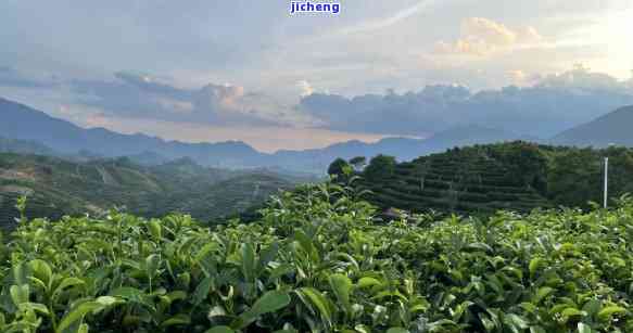 山野韵茶山，品味山野韵味，探寻茶山风情