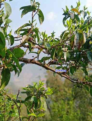 普洱茶在德宏哪里生产，探寻普洱茶的故乡：德宏地区的茶叶种植与生产