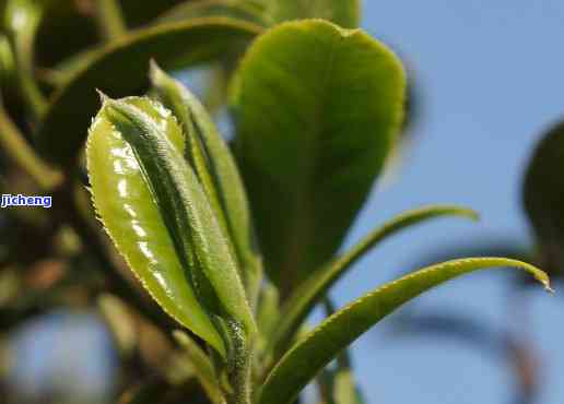 普洱茶像树叶-普洱茶像树叶是什么茶