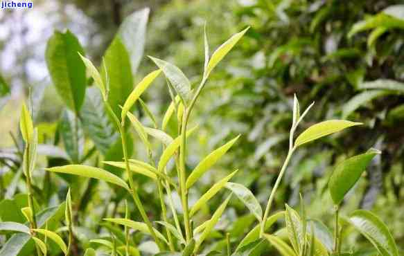 荨麻林普洱茶-荨麻林普洱茶简介