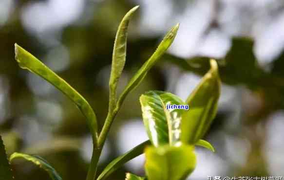 薄荷普洱茶特点简介：口感清新，助消化，降血脂，富含抗氧化物质。[图片]