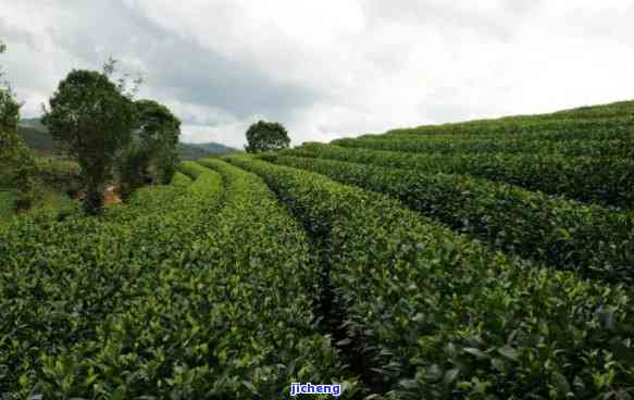 普洱茶林草局-普洱市林草局官网