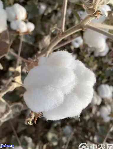 雪花棉棉絮很大怎么样-雪花棉棉絮很大怎么样清洗