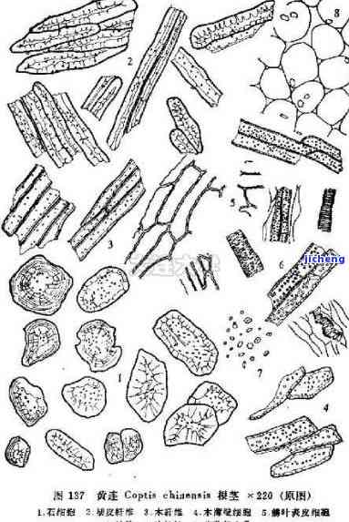 肉桂粉末显微鉴定图片-肉桂粉末显微鉴定图片大全