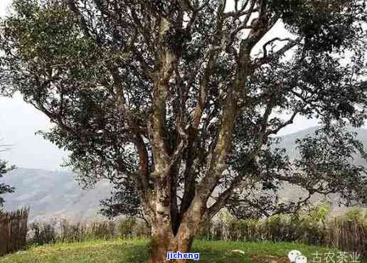 邦崴过渡型古茶树图片